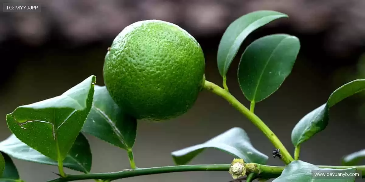 见证每一刻热血!🏆